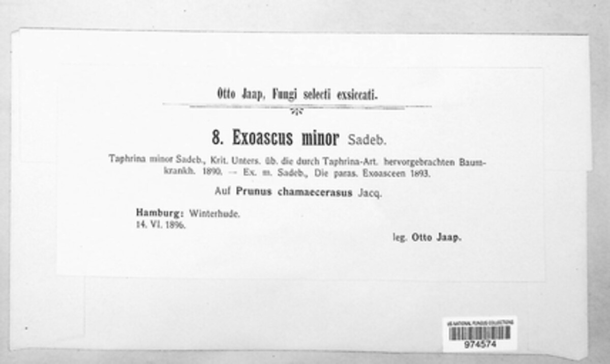 Exoascus minor image
